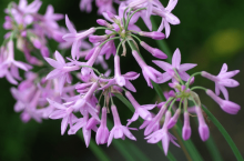 紫娇花花语是什么?紫娇花有哪些价值?