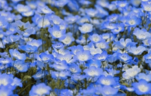 幌菊怎么养？怎么才能让幌菊更漂亮？