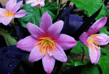 韭菜莲该怎么养殖?韭菜莲是怎样繁殖的?