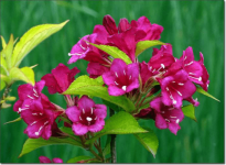 锦带花怎么繁殖?四个方法教你种出“别人家”美丽优雅的锦带花