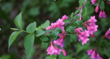 锦带花有哪些价值?除了好看一无是处?锦带花价值介绍!