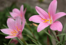 韭菜莲什么时候开花?怎样促进韭菜莲开花?