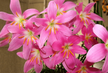 韭菜莲水培方法介绍!韭菜莲叶片发黄怎么办?