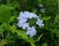 蓝花丹怎么养殖?养殖蓝花丹需要注意什么？