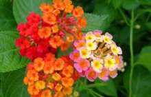 五色梅什么时候开花?它的花期你一定不能错过!