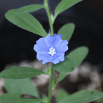 蓝星花怎么扦插繁殖?蓝星花用这种方法繁殖成功率最高!
