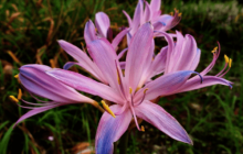 换锦花有毒？这是真的吗？