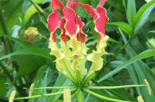 嘉兰的花语是什么?嘉兰有哪些功效与作用?