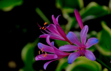 换锦花怎么养？你的换锦花是这样养的吗？
