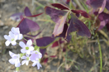 紫叶酢浆草的花语是什么?紫叶酢浆草的功效作用你都知道吗?