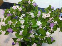 双色茉莉一年开几次花?双色茉莉花期是什么时候?