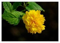 棣棠花什么时候开花?它的花期你一定不能错过!