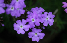 蓝香芥花语！这么美的花语你知道吗？