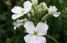 蓝香芥有什么价值？这些价值你都清楚吗？