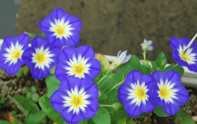 三色旋花怎么养？这样养三色旋花的花朵更灿烂！