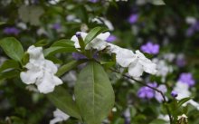 你会养殖双色茉莉吗?双色茉莉的养殖方法和注意事项介绍!