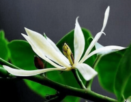 白兰花修剪方法介绍！适时适当的修剪才能让白兰花长得更好更快！