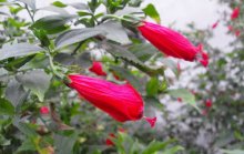 悬铃花有毒吗?悬铃花能在家中养殖吗?