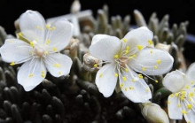白花韧锦怎么浇水？你的白花韧锦浇水的方式正确吗？