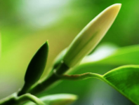 白兰花花期是什么时候？白兰花花期该如何养护？