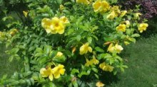 黄蝉花怎么养?黄蝉花养殖方法介绍!