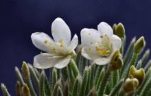 白花韧锦怎么养？怎么才能让白花韧锦更美观！
