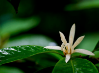 白兰花花语是是什么？白兰花花语介绍！
