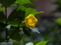 黄蝉花语是什么?黄蝉花的价值又有哪些?