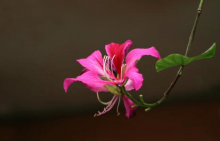 紫荆花的花语是什么?送别人紫荆花原来是这种寓意!