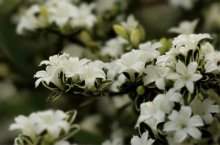 六月雪的花语是什么?它的美丽传说你听说过吗!
