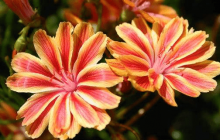 露微花怎么养？怎么才能让露微花更漂亮！