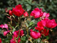 蔷薇花与月季花有什么区别?蔷薇花与月季花区别介绍!