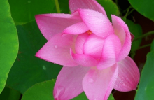 碗莲的种植方法介绍!碗莲这样养才更漂亮!