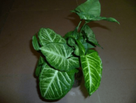 白蝴蝶有毒吗?养殖白蝴蝶需要注意哪些细节?