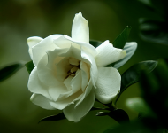 栀子花有毒吗？养了这么多年的栀子花你知道这些吗？