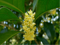 桂花树怎么养才长的好?桂花树的养殖方法详细介绍!