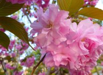 樱花的花语什么?关于它的美丽传说你知道吗!