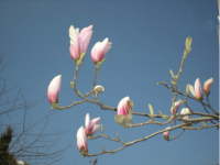 木兰花什么时候开花？木兰花花期应该注意哪些事项？