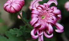 菊花怎么养充满生机?菊花养殖方法介绍!