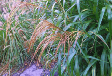 芦苇和蒲苇有什么区别?芦苇有什么样的花语?