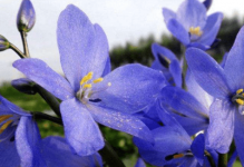 雨久花的花语是什么?雨久花有什么价值作用?