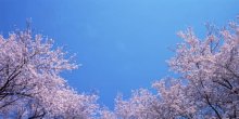 樱花树怎么种植?樱花树种植技术介绍!