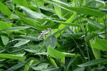 再力花有什么寓意?再力花什么时候开花?