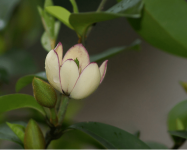 含笑花一年可以开几次花?含笑花花期怎么管理控制?