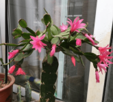 假昙花什么时候嫁接好？这个时候嫁接成活率更高哦！