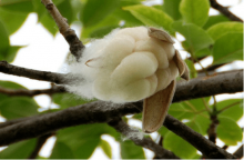 木棉和棉花哪个用作棉料好?木棉和棉花的区别是什么?