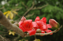 木棉花的花语是什么?木棉花有什么故事传说?