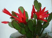 假昙花和蟹爪兰的区别在哪些地方？这几种植物你能区分开吗？