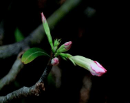 沙漠玫瑰花期介绍！迅速掌握这三个花期小窍门 让沙漠玫瑰常年