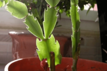 落花之舞怎么养？你的落花之舞是这样养的吗？